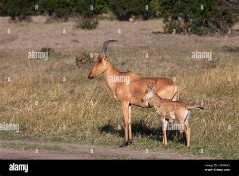 Antelope Lelwel Hartebeest Hi Res Stock Photography And Images Alamy