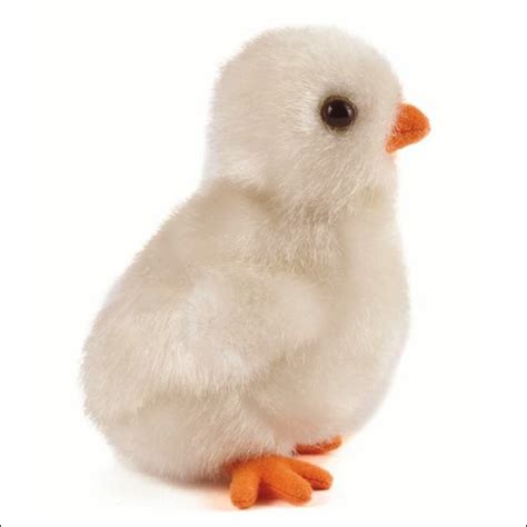 Small Fluffy Chick Stanfords