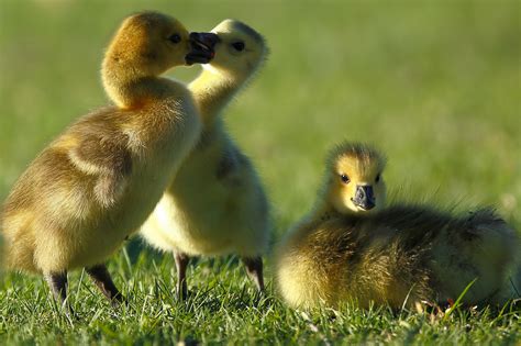 Canada Goose Goslings Chick Geese Baby Wallpaper 2048x1365 766537