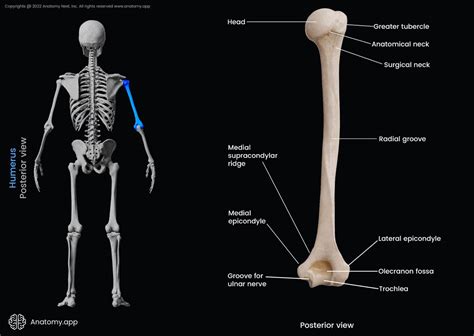 Humerus Encyclopedia Anatomyapp Learn Anatomy 3d Models