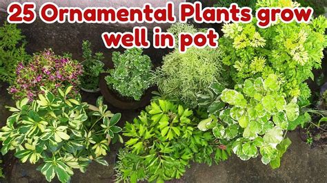 50 Best Ornamental Plants For Your Garden Common House Plants With