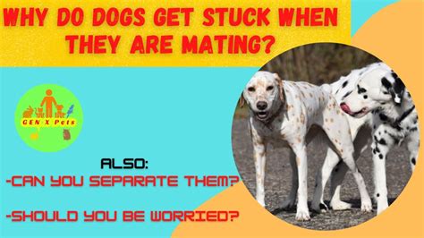 Why Do Dogs Get Stuck When They Are Mating How Do You Get Two Dogs