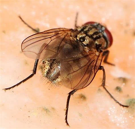 Musca Domestica House Fly Musca Domestica Bugguidenet