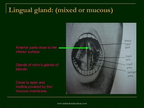 Blandin Nuhn Gland Histological Section Of A Blandin Nuhn Mucocele