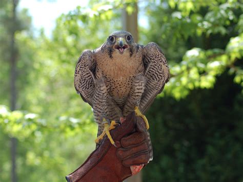 The Online Zoo Peregrine Falcon