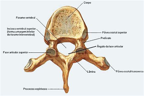 Coluna Vertebral O Que é Vértebras Curvaturas Doenças