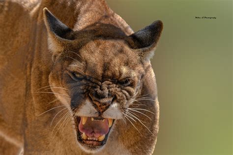Florida Panther The Florida Panther Is Tawny Brown On The Flickr