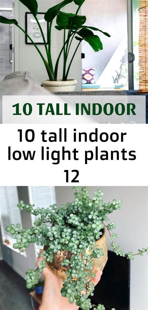 10 Tall Indoor Low Light Plants 12 Low Light Plants Plants