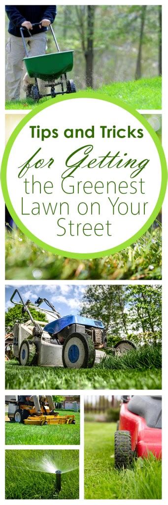 Tips And Tricks For Getting The Greenest Lawn On Your Street Bees And