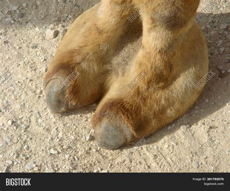 Camel Toe Image Image And Photo Free Trial Bigstock