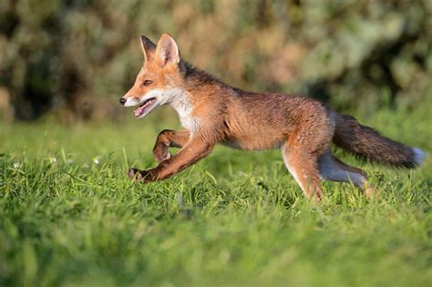 Young Red Fox Running Drawing By Mcphoto Rolfes Bildagentur Online