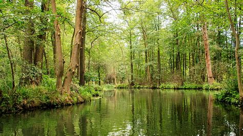 Hd Wallpaper River Water Nature Landscape Spreewald Channel