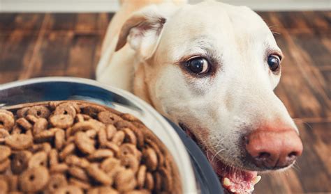 Also, dogs are not heavy water drinkers so the moisture content of wet dog food can help him keep hydrated. How Much Food Should I Feed My Dog? - Dogs n Pawz