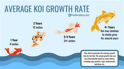 How Fast Do Koi Grow In A Pond