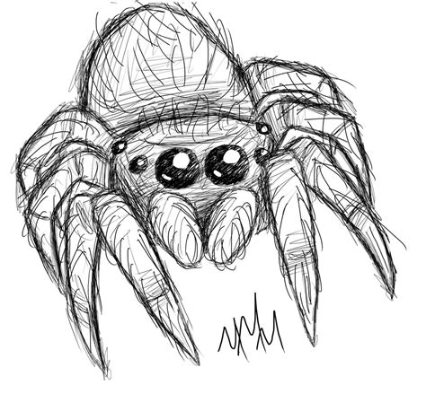 How To Draw A Realistic Spider Easy Design Talk