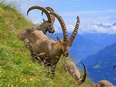 Fauna Alpina: Animales de Suiza, ¿qué te puedes encontrar? | Actualidad ...