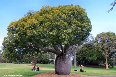 The Unusual Bottle Tree Of Queensland Charismatic Planet