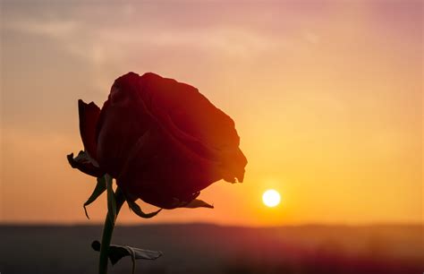 How The Red Rose Came To Be Known As The Flower Of Love