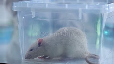 Cute White Test Rat Sitting In Plastic Box Veterinary Clinic Service