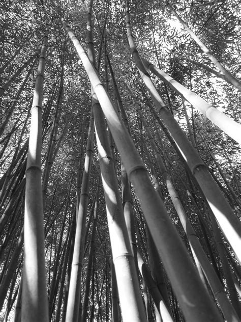 Bamboo Forest The Bamboo Forest At The Birmingham Botanica Flickr