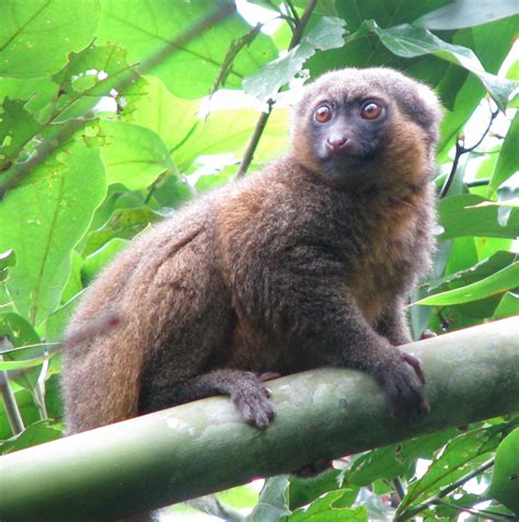Golden Bamboo Lemur Creatures Of The World Wikia Fandom