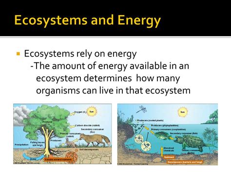 Ppt Energy Flow In An Ecosystem Powerpoint Presentation Free