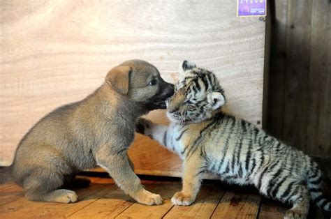 Animal Pictures Of The Week 5 November 2010 Telegraph