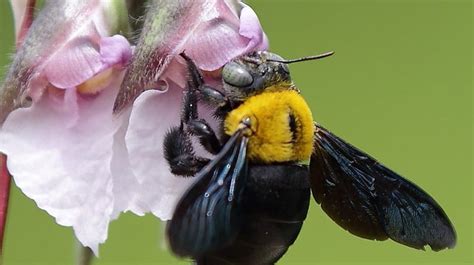 Solitary Bees 101 The Lonely World Of The Flower Bee Earth Life