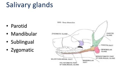 Gastrointestinal Sx The Salivary Glands Flashcards Quizlet