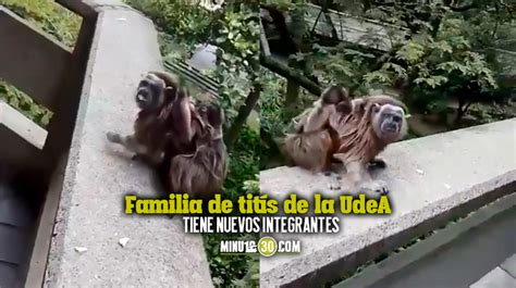 Video ¡qué Belleza Nacieron Dos Monitos Tití De La Familia Que Vive