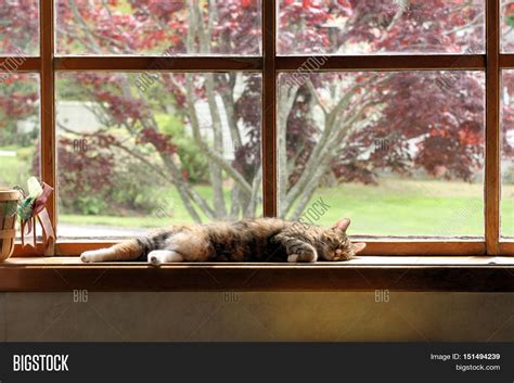 Content Comfy Older Image And Photo Free Trial Bigstock