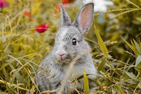 Should Rabbits Be Kept Outside Rabbits Life