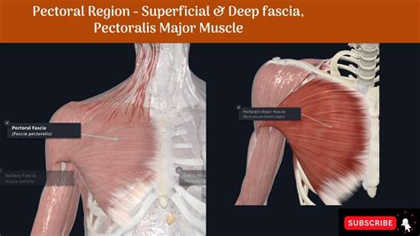 Pectoral Region Superficial Deep Fascia Pectoralis Major Muscle