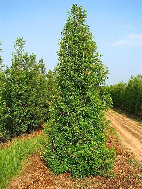 1 Gallon Savannah Holly Beautiful Large Upright Evergreen Shrub