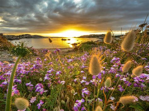 The Island Sardinia Italy Sunset Wildflowers Water Rocks Sand Clouds