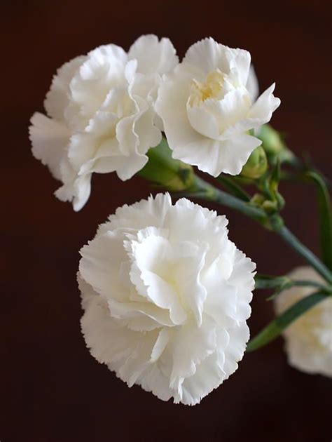 White Carnation Flowers Near Me Red And White Carnation Standing