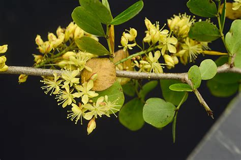 Flowers Of Logwood Haematoxylum Campechianum El Peten Guatemala