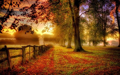Free Download Misty Fall Day Pictures Photos And Images For Facebook