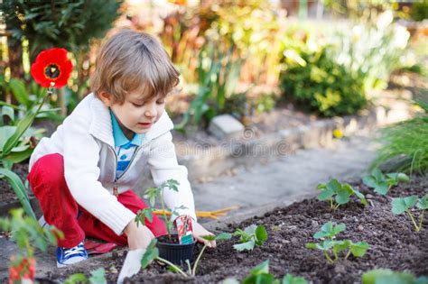 Adorable Blond Boy Planting Seeds And Seedlings Of Tomatoes Stock Photo