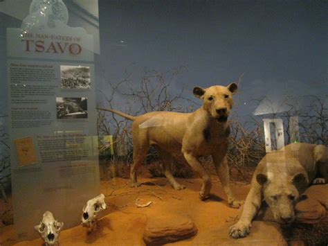 Man Eaters Of Tsavo Africa In The Museum Chicago Vacation Tsavo Man