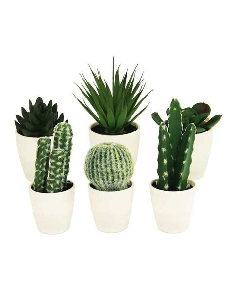 Cactus In White Pot Gardenstuff