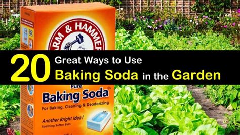 20 Great Ways To Use Baking Soda In The Garden In 2020 Garden Pest