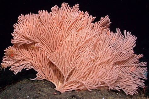 Pink Bamboo Coral Animals Monterey Bay Aquarium