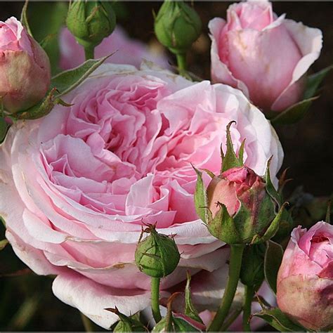 Pretty Jessica David Austin English Roses Roses Heirloom Roses