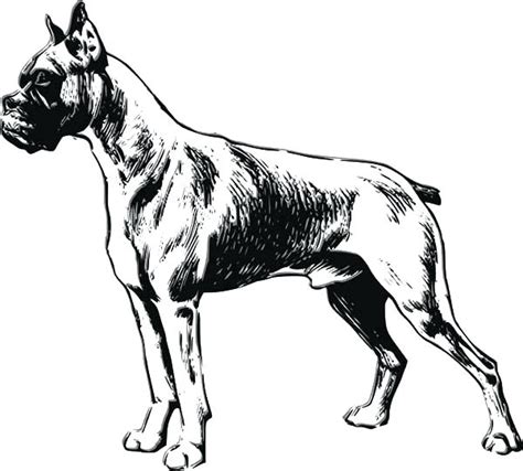 It is a german breed of domesticated dog. Great Dane Coloring Page at GetColorings.com | Free ...