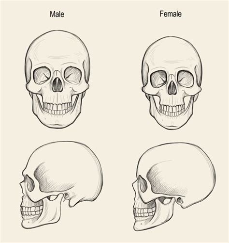 Dibujo Anatomia Humana Craneo Dibujo Esqueleto Dibujo