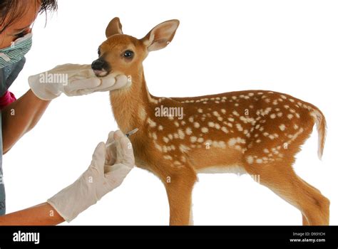Wildlife Veterinary Care Veterinarian Giving Needle To Baby Deer