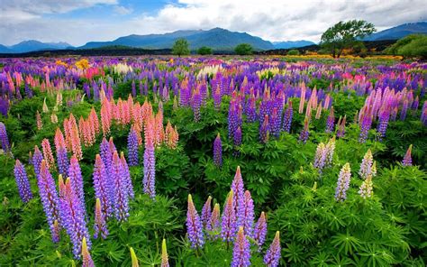 Meadow With Flowers Lupinus In Different Colors Beautiful Hd Desktop