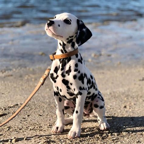Amazing Things About Dalmatians Petpress Dalmatian Puppy Cute