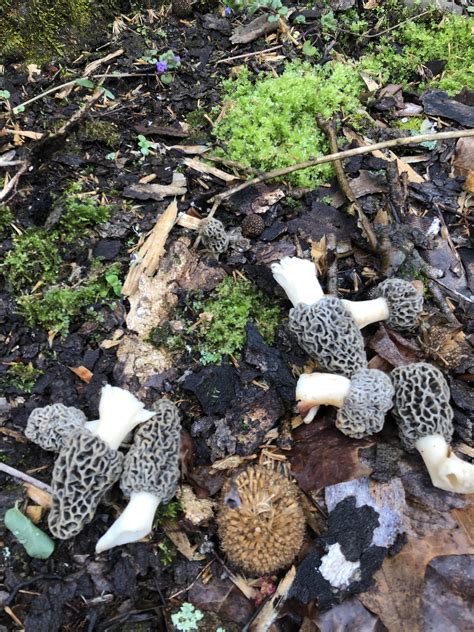 Found More Morels Today Also See If You Can Spot The Baby Morel R